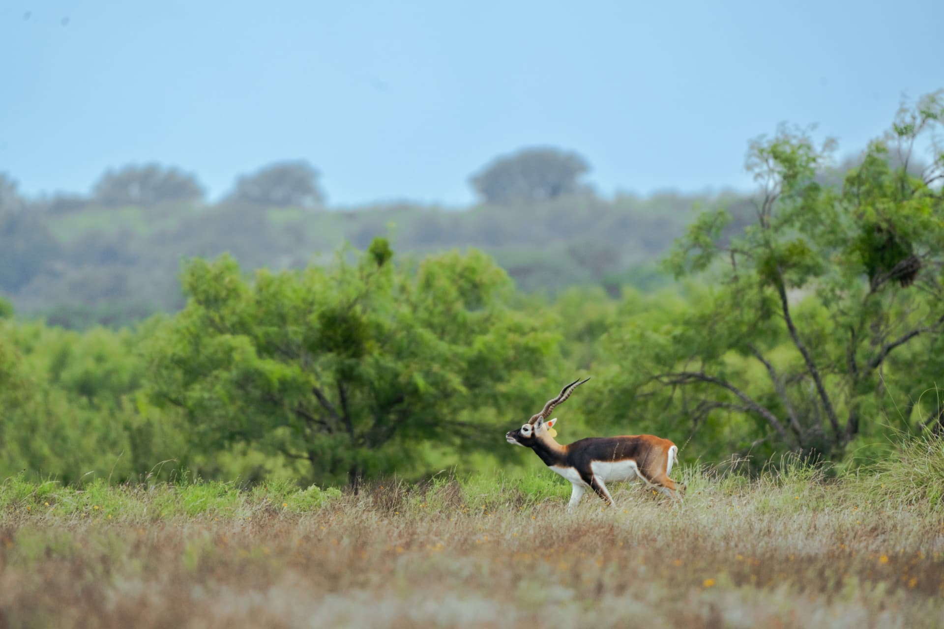 Blackbuck antelope in a Central Texas pasture